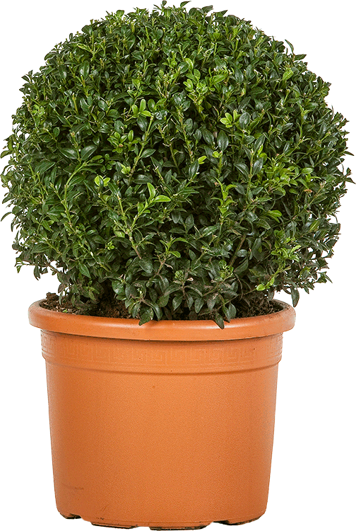 Buxus sempervirens bol 35 cm