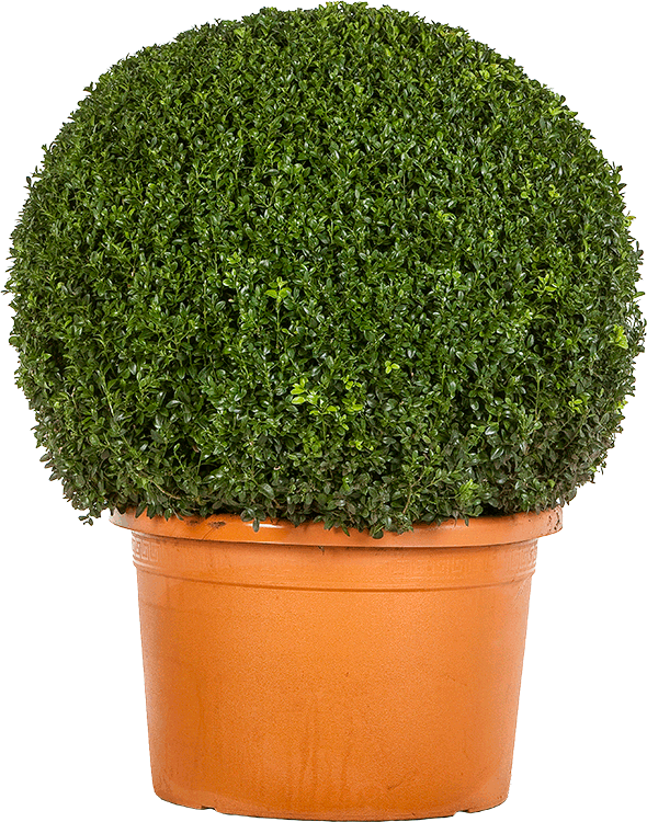 Buxus sempervirens bol 90 cm