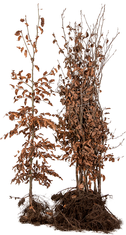 Fagus sylvatica blote wortel 125/150 cm