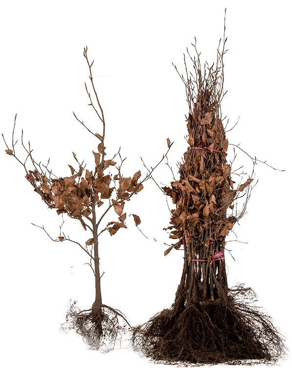 Fagus sylvatica ‘Purpurea’ blote wortel 40/60 cm