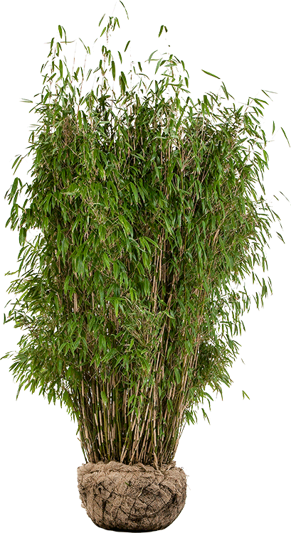 Fargesia murieliae ‘Superjumbo’ 150/175 cm extra