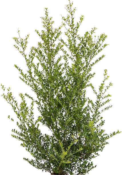 Ilex crenata ‘Green Hedge’ pot 125/150 cm