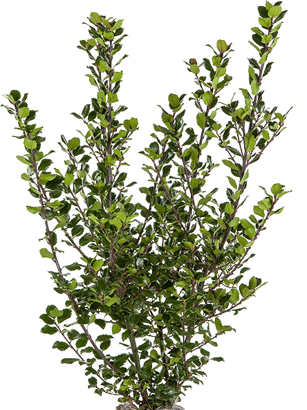 Ilex meserveae ‘Blue Prince’ kluit 80/100 cm