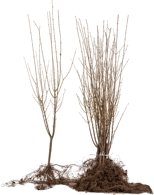 Ligustrum ovalifolium blote wortel 60/90 cm