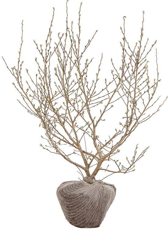 Magnolia stellata 100/125 cm