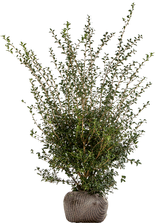 Osmanthus burkwoodii 125/150 cm