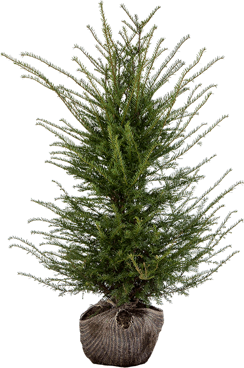 Taxus baccata pot 100/125 cm