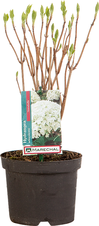 Hydrangea arborescens ‘Annabelle’ pot 2 liter