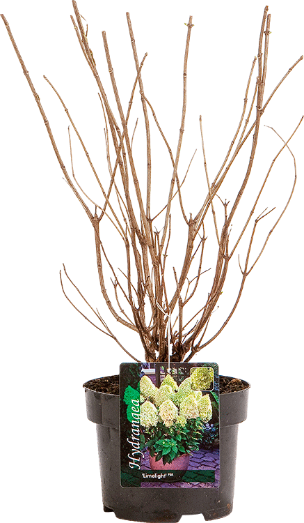 Hydrangea paniculata ‘Limelight’ pot 2 liter