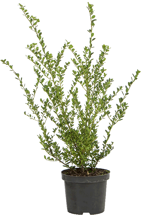 Ilex crenata ‘Green Hedge’ pot 3 liter 40/50 cm
