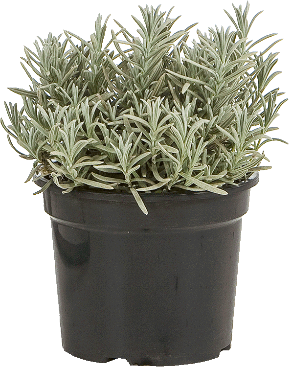 Lavandula angustifolia ‘Silver Mist’ pot 1.5 liter