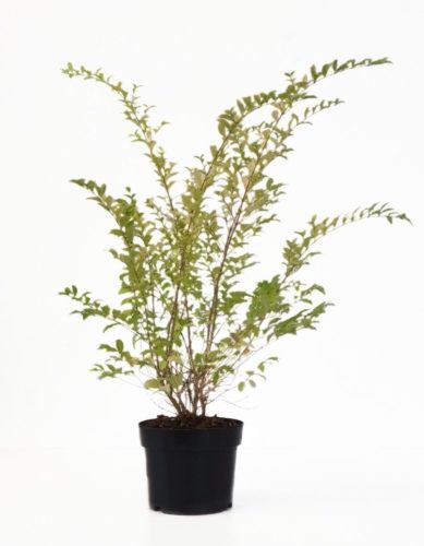 Ligustrum ovalifolium ‘Lemon and Lime’ pot 2 liter