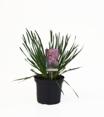 Allium ‘Millenium’ pot 2 liter