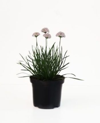 Allium senescens ‘Sugar Melt’ pot 3 liter