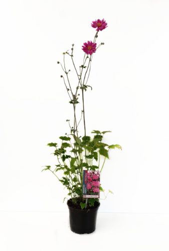 Anemone hupehensis ‘Prinz Heinrich’ pot 2 liter