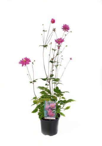 Anemone hybrida ‘Rotkäppchen’ pot 2 liter
