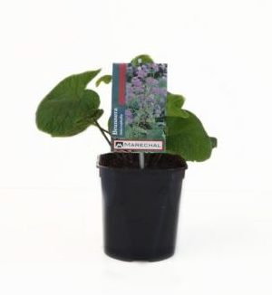 Brunnera macrophylla pot 2 liter