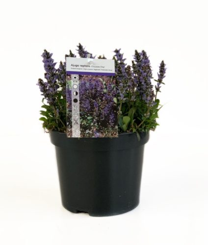 Ajuga reptans ‘Chocolate Chip’ pot 3 liter