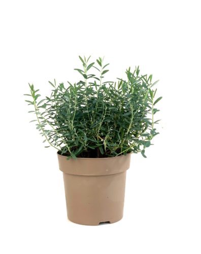 Andromeda ‘Blue Ice’ pot 2 liter