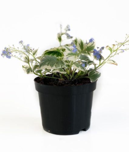 Brunnera macrophylla ‘Variegata’ pot 2 liter