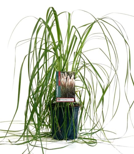 Cortaderia selloana pot 3 liter