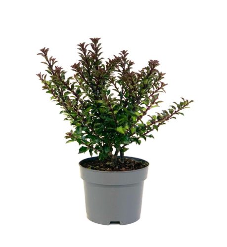 Ilex meserveae ‘Gentle’ pot 2 liter
