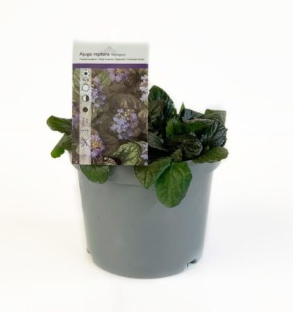 Ajuga reptans ‘Mahogany’ pot 3 liter