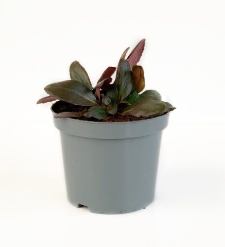 Bergenia dragonfly ‘Angel Kiss’ pot 3 liter