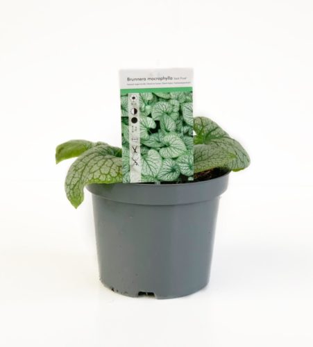 Brunnera macrophylla ‘Jack Frost’ pot 3 liter