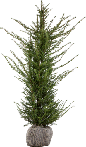 Taxus baccata pot 60/80 cm