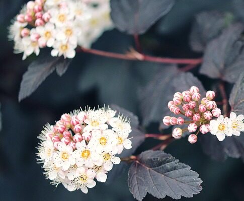 Physocarpus opulifolius ‘Lady in Red’ 175/200 cm
